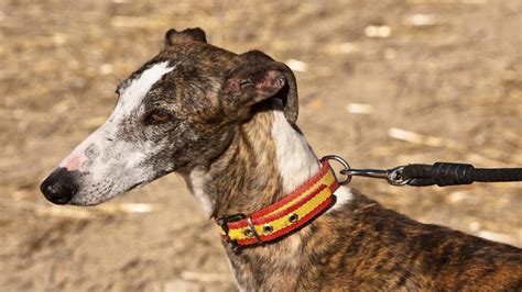 oddschecker galgos